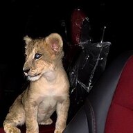 cat404