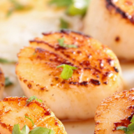 Scallop