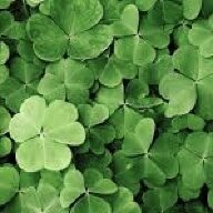Shamrock