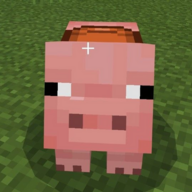 pigs