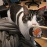 Ambush
