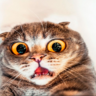 om