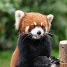 Redpanda