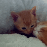 natlovercat