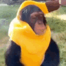 monkeys