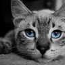 Katze