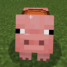 pigs