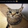 luciwuci