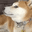 :dogeweird: